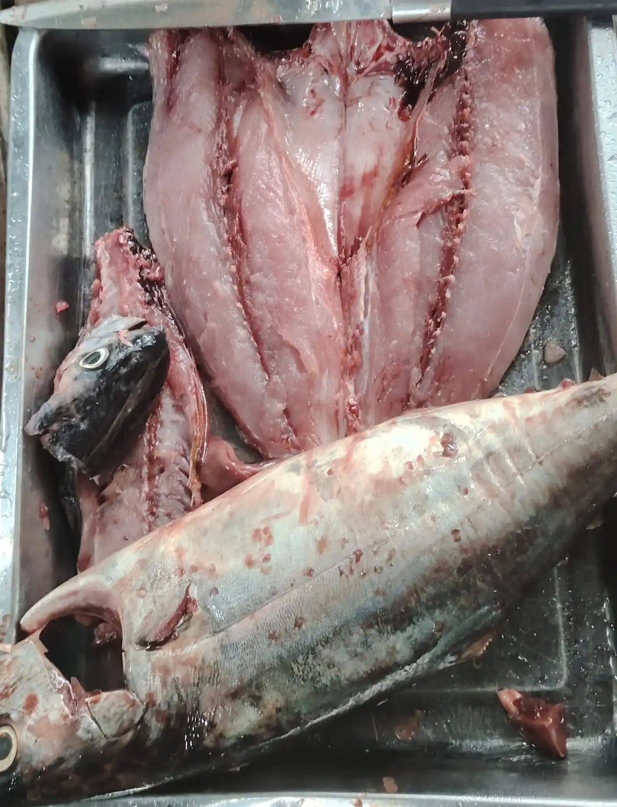 Fresh Frozen Bullet Tuna Whole Round Yellowfin Skipjack varieties Boxed Canned Dried Preserved with Oil Water Cheap Price France