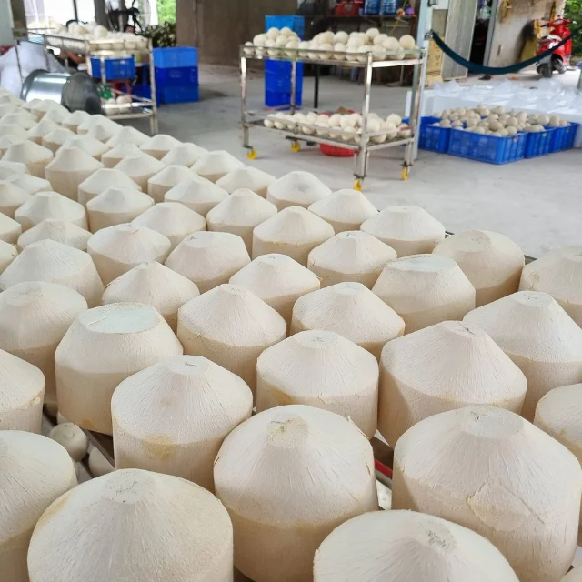 Vietnam Coconut Export With Enough License Global Gap Clean Delicious Delicious Bulk