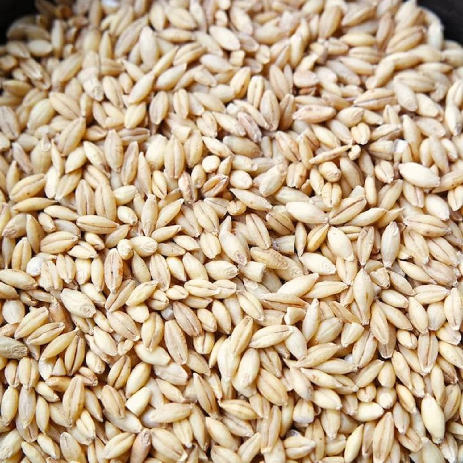 100% Organic Barley for Malt/ Barley Feed/ Malted Barley Animal Feed Barley Cheap Price