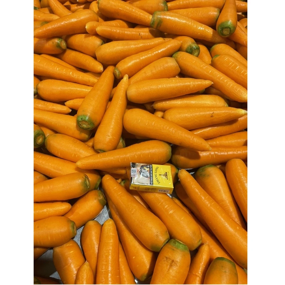 Natural Sweet and Fresh Carrots and Oranges Popular Export Quality from Vietnam for Export