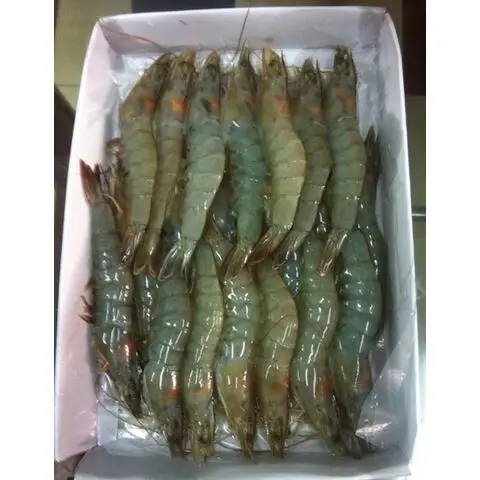 Wild Caught Quality Black Tiger Shrimp with High Quality and Competitive Price For Sale in Boston