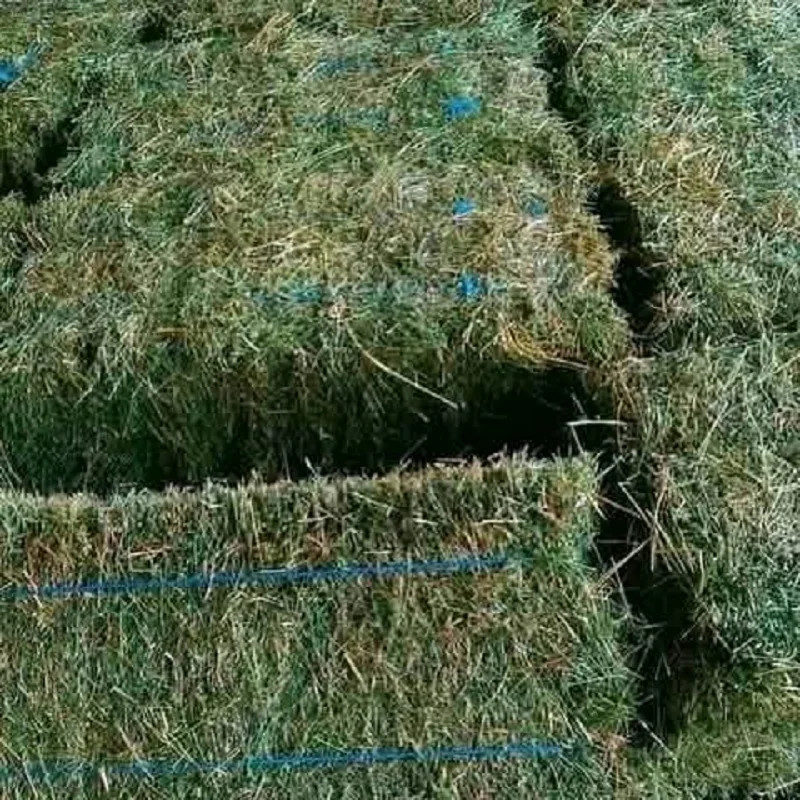 Buy High-Quality Alfalfa and Timothy Hay - Affordable Prices and Fast Shipping for Bulk Animal Feed Needs