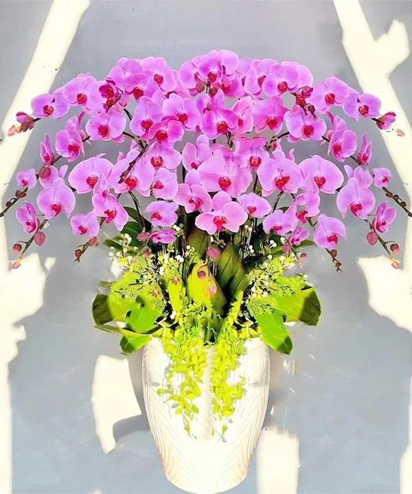 Phalaenopsis Orchid Flowers Reasonable Price Export For Home Fresh Flower Carton Outside From Vietnam Manufacture