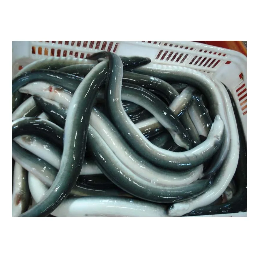 Cheap Price Frozen Yellow Pike Conger Eel Seafood Indonesia