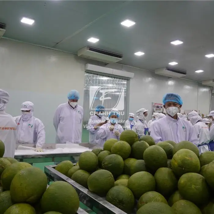 Green Pomelo High Quality Fresh Red Fruit Pomelos