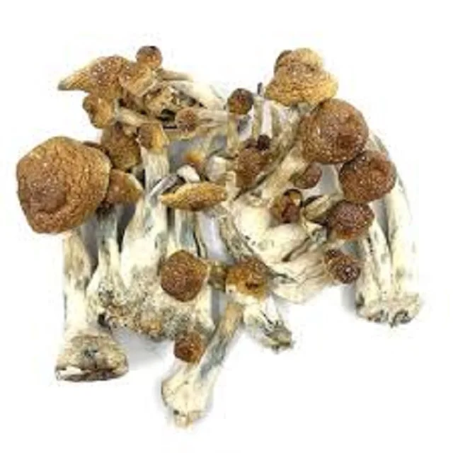 Wholesale Magic Dried Mushrooms / Fresh Mushrooms