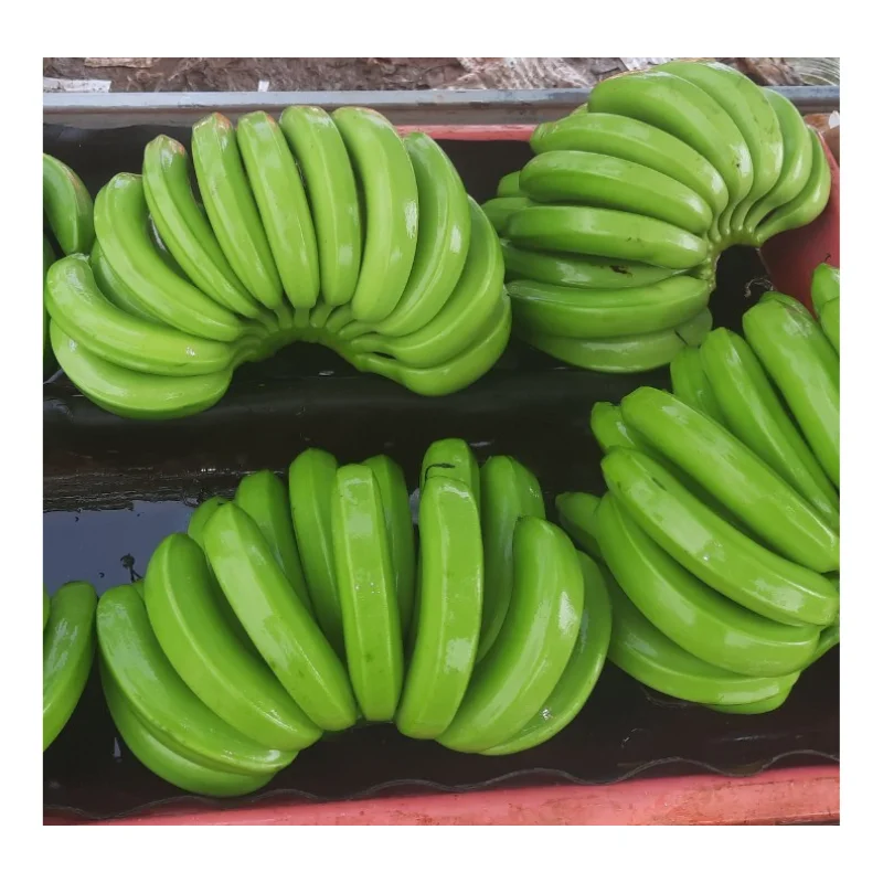 Vietnam Fresh Banana - Fresh Green Cavendish Banana Premium For Export - Wholesale Fresh Fruit And Vegetables