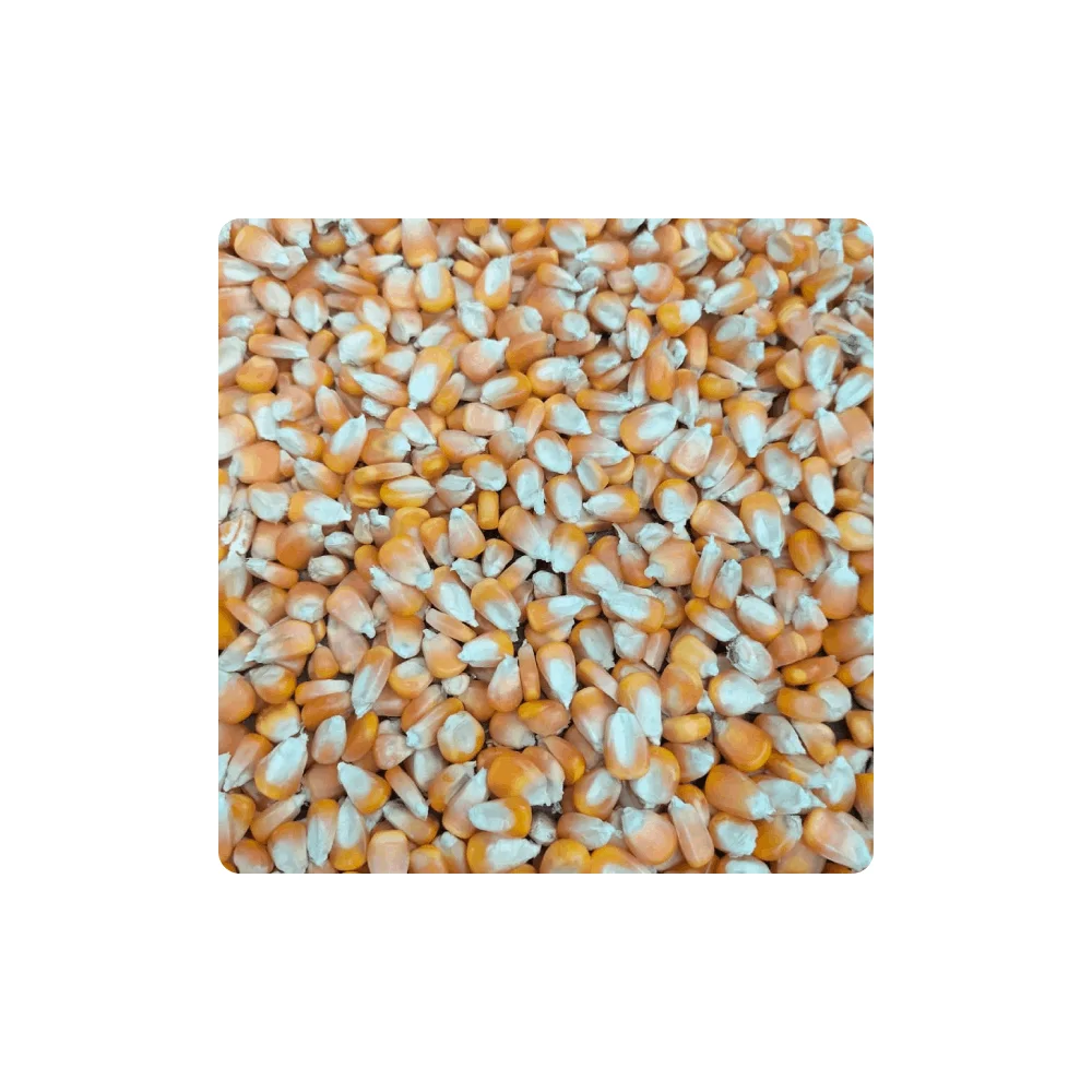 High Quality Fresh Yellow Sweet Corn Maize Premium Protein Source for Animals Wholesale Supply by Trusted Supplier