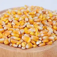 Indian Manufacturer Of Best And Premium Quality Natural Yellow Corn Maize For Animal Feed Indian At Reasonable Price