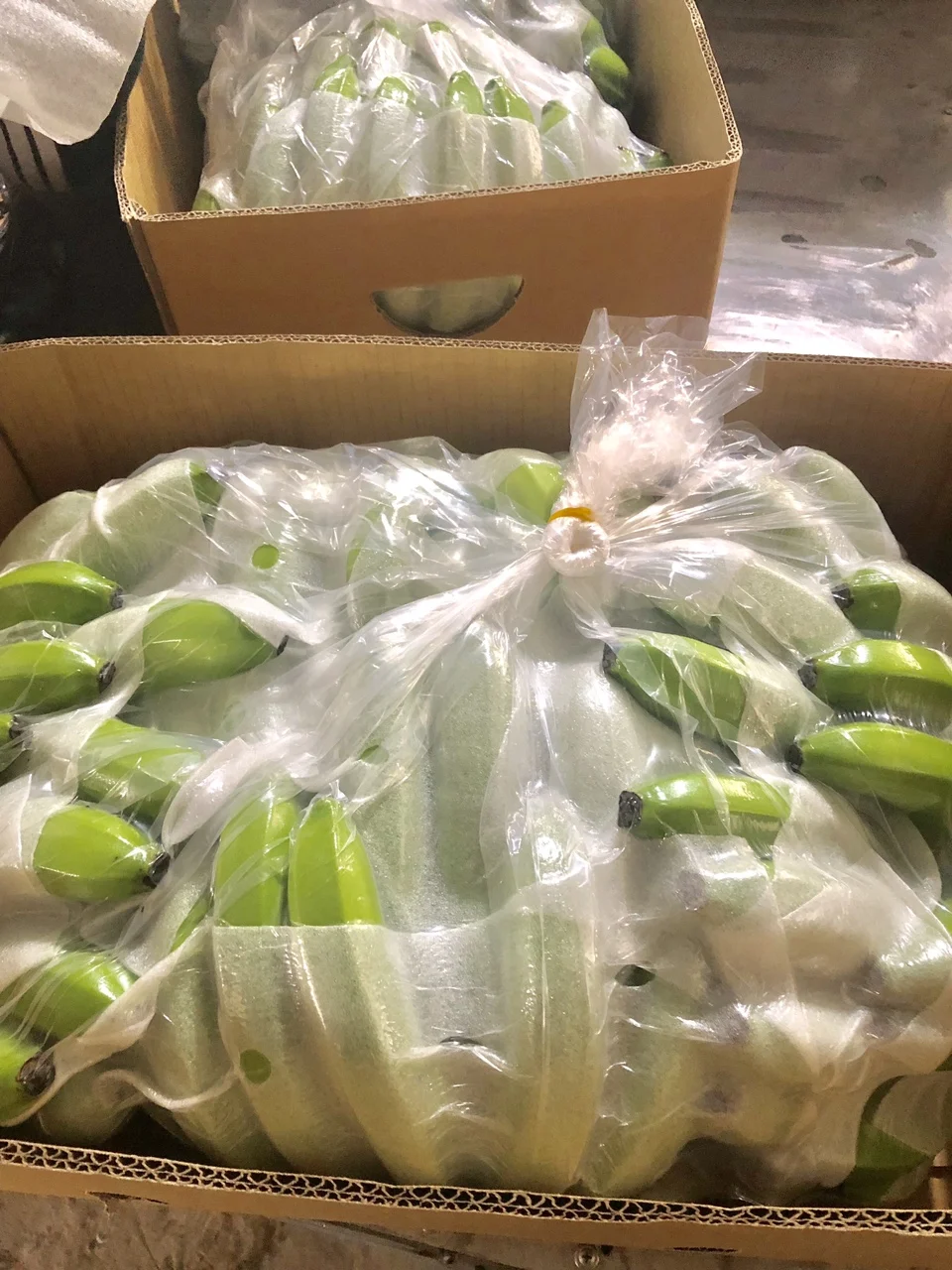 Best Product Vietnam Cavendish Bananas high quality