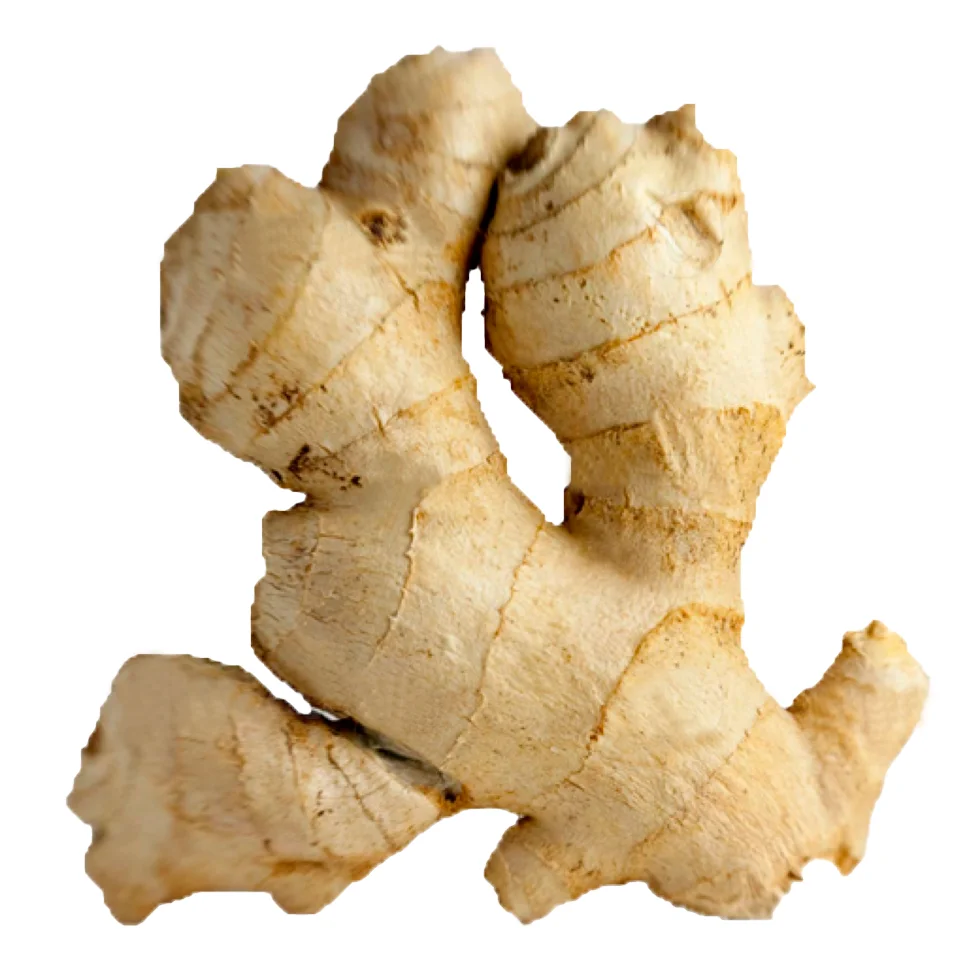 Special Cheapest Price Ginger Big Fresh Ginger Wholesales Export From Vietnam Herbs and Spices