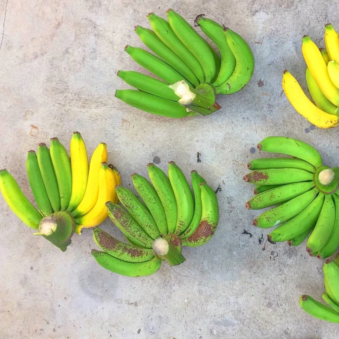 High Quality Tasty Sweet Bananas Delicious Banana Premium Type Natural 100 % Fresh From Thailand Farm