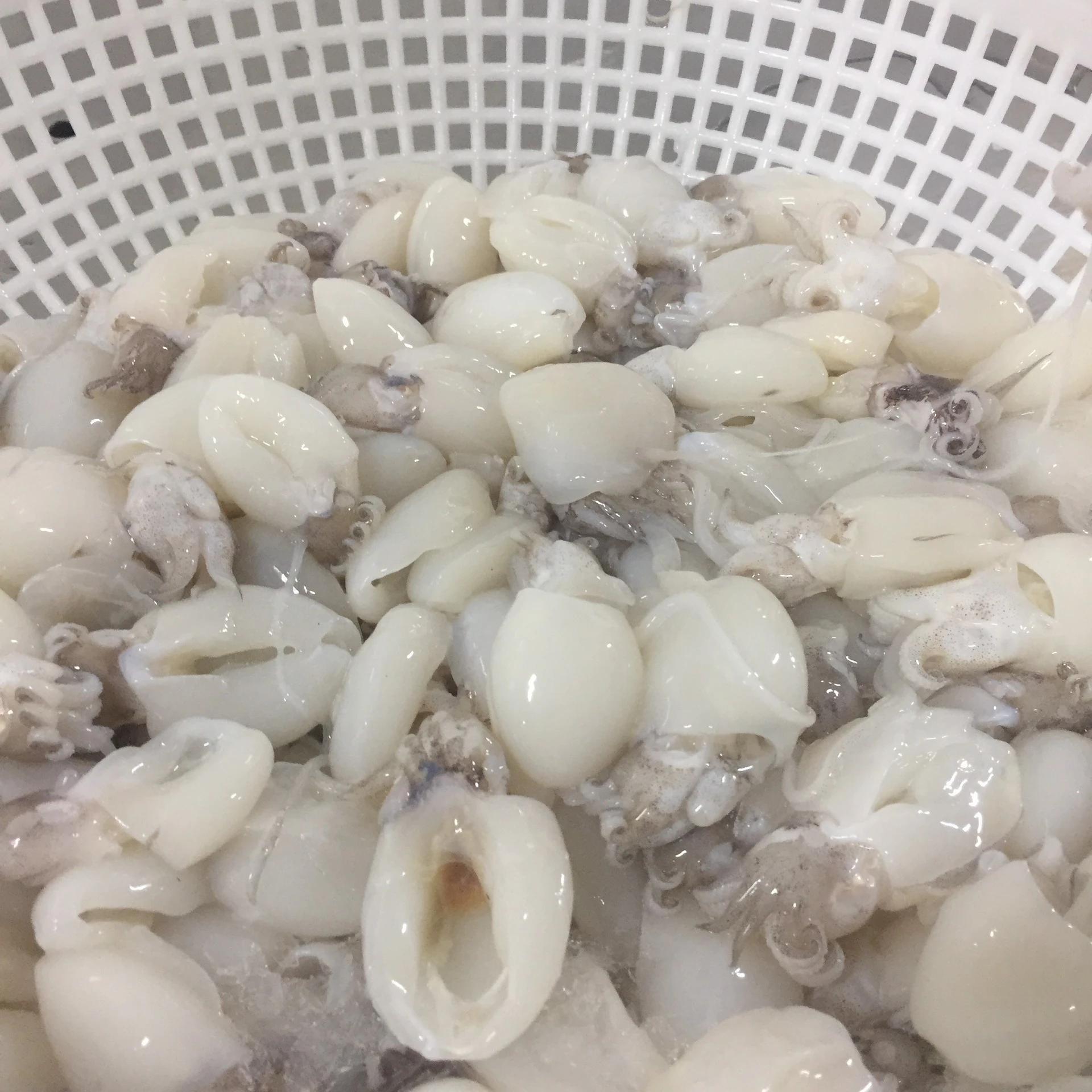 Seafood Supplier Ingredients Price Affordable Logo Package Custom Support Frozen Cuttlefish +84792840198 Whatsapp