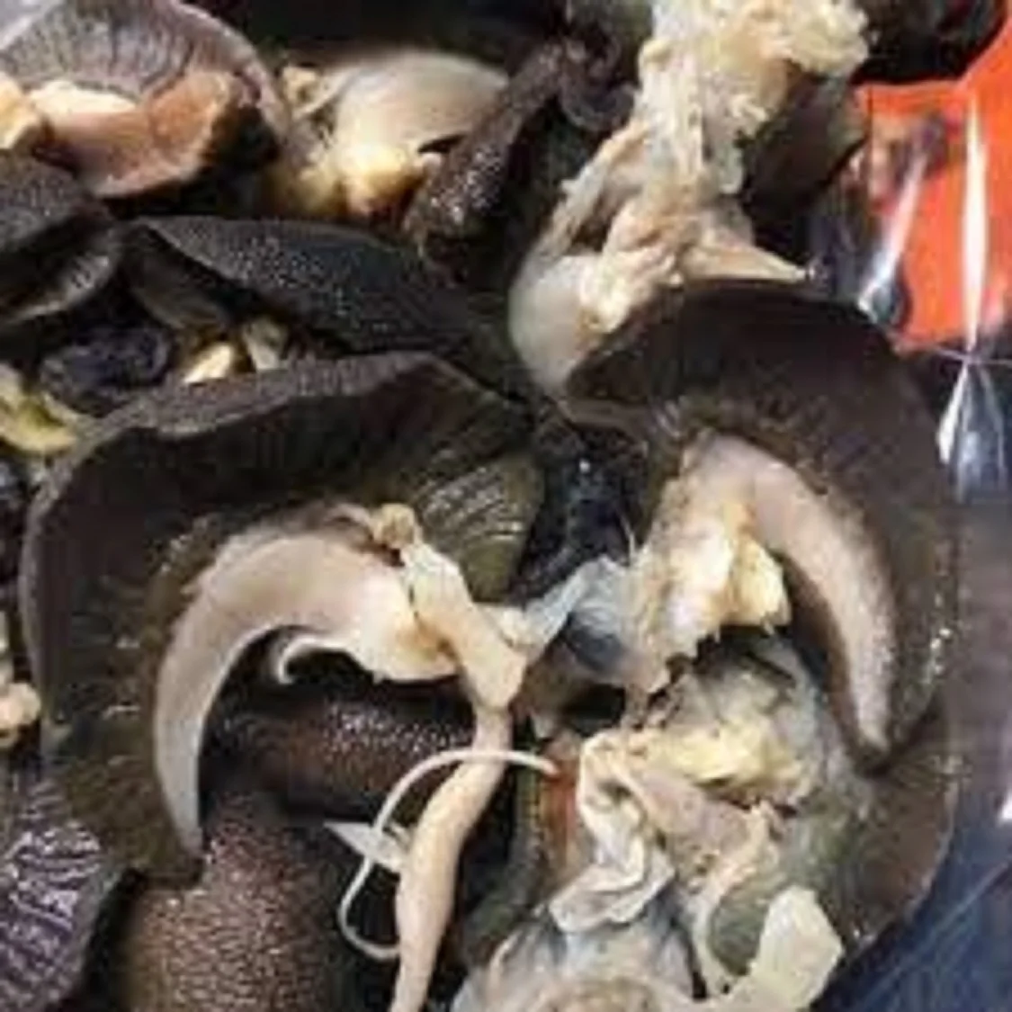 frozen snail meat5.jpg