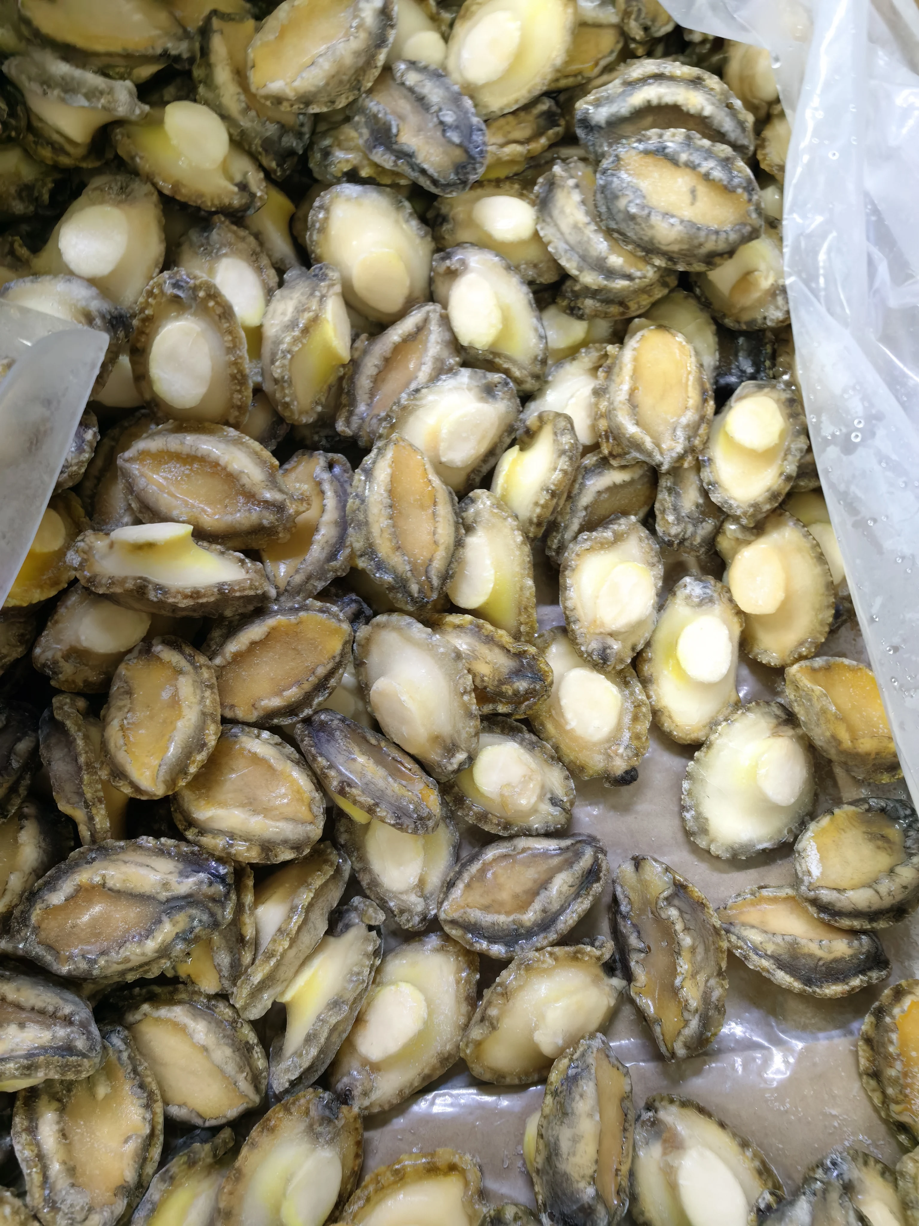 Competitive Frozen Abalone Shell-off IQF Boiled Abalone Meat Chinese Exporter Importer Frozen Seafood Mussel Meat Without Shell