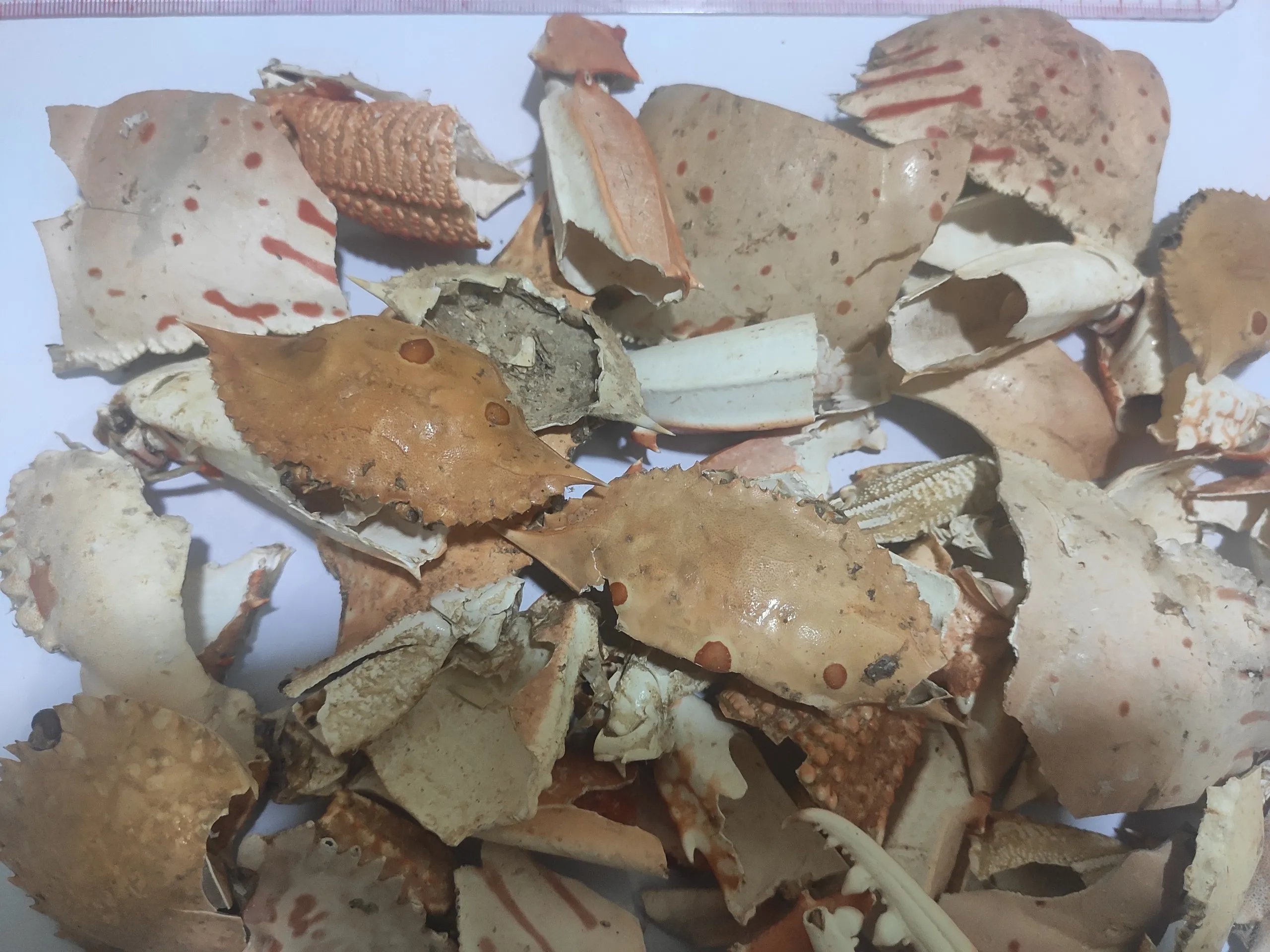 BEST PRICE FOR DRIED CRAB SHELL/ SHRIMP SHELL TO MAKE CHITIN CHITOSAN FOOD GRADE FROM VIET NAM