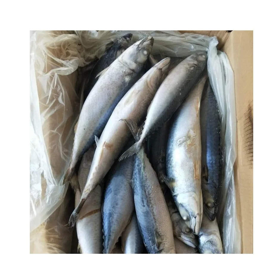 Premium Frozen Mackerel Fish Bulk Hot Sale Seafood Frozen Whole Round Pacific Fish Mackerel For Canned Food