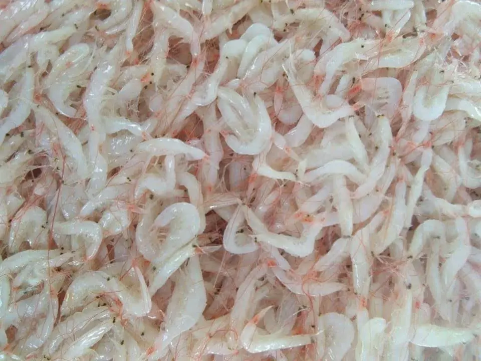 Wholesale Salted Baby Shrimp  Seafoods natural color, size and good condition Manufacturer Asia
