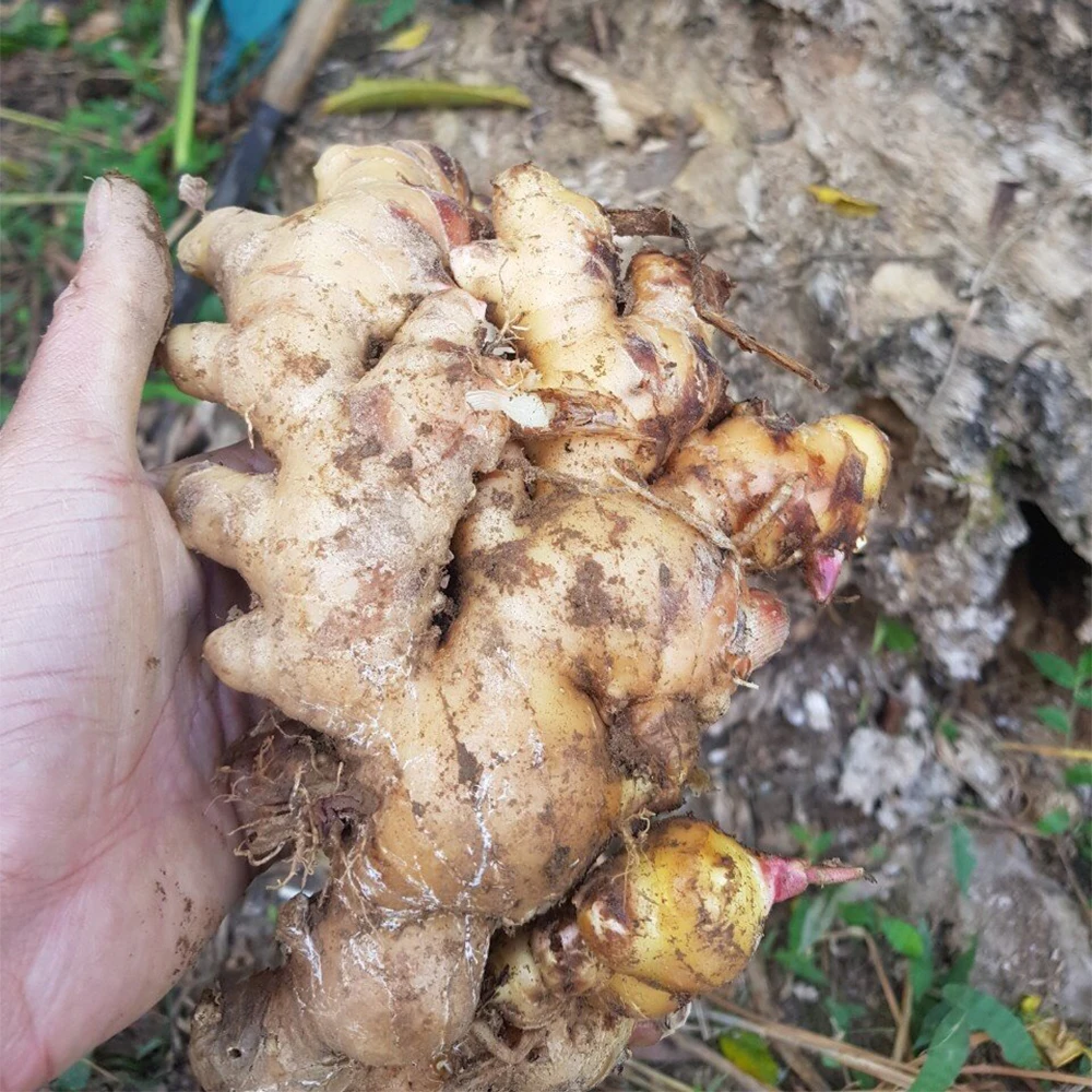 New arrival of fresh ginger new crop from Vietnam wholesale exporters with ginger root market price for export in bulk