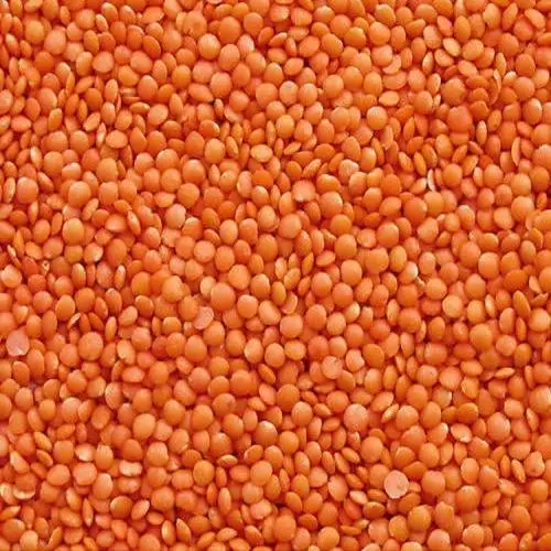 High quality new crop best price red lentils