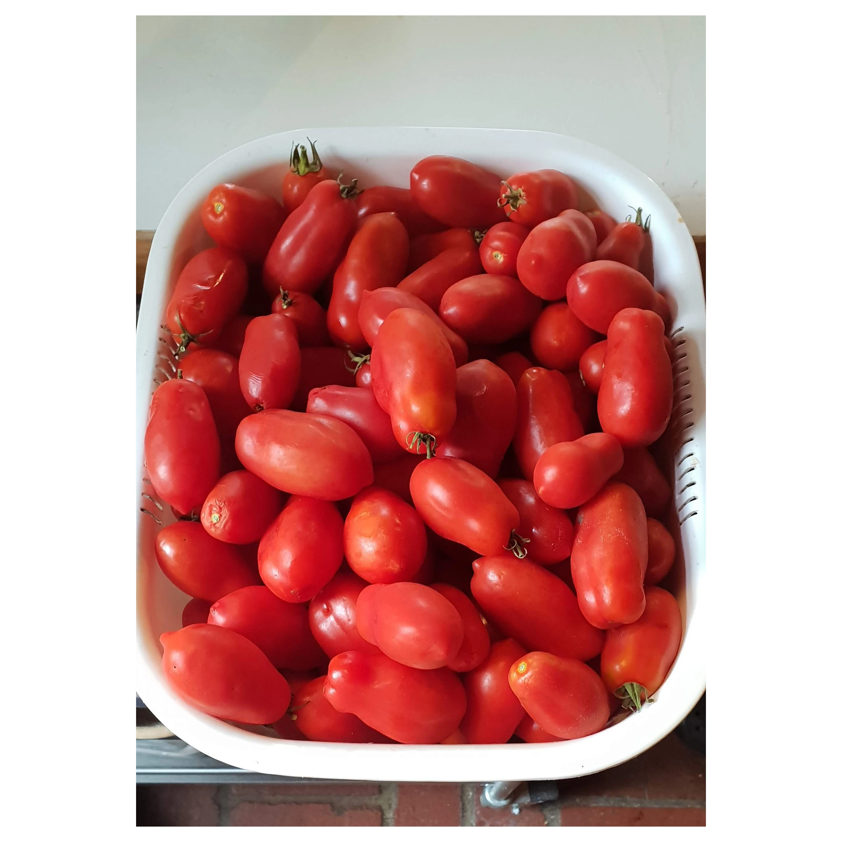 Fresh Tomatoes Frozen Cherry Tomatoes at Price High Quality Fresh Produce