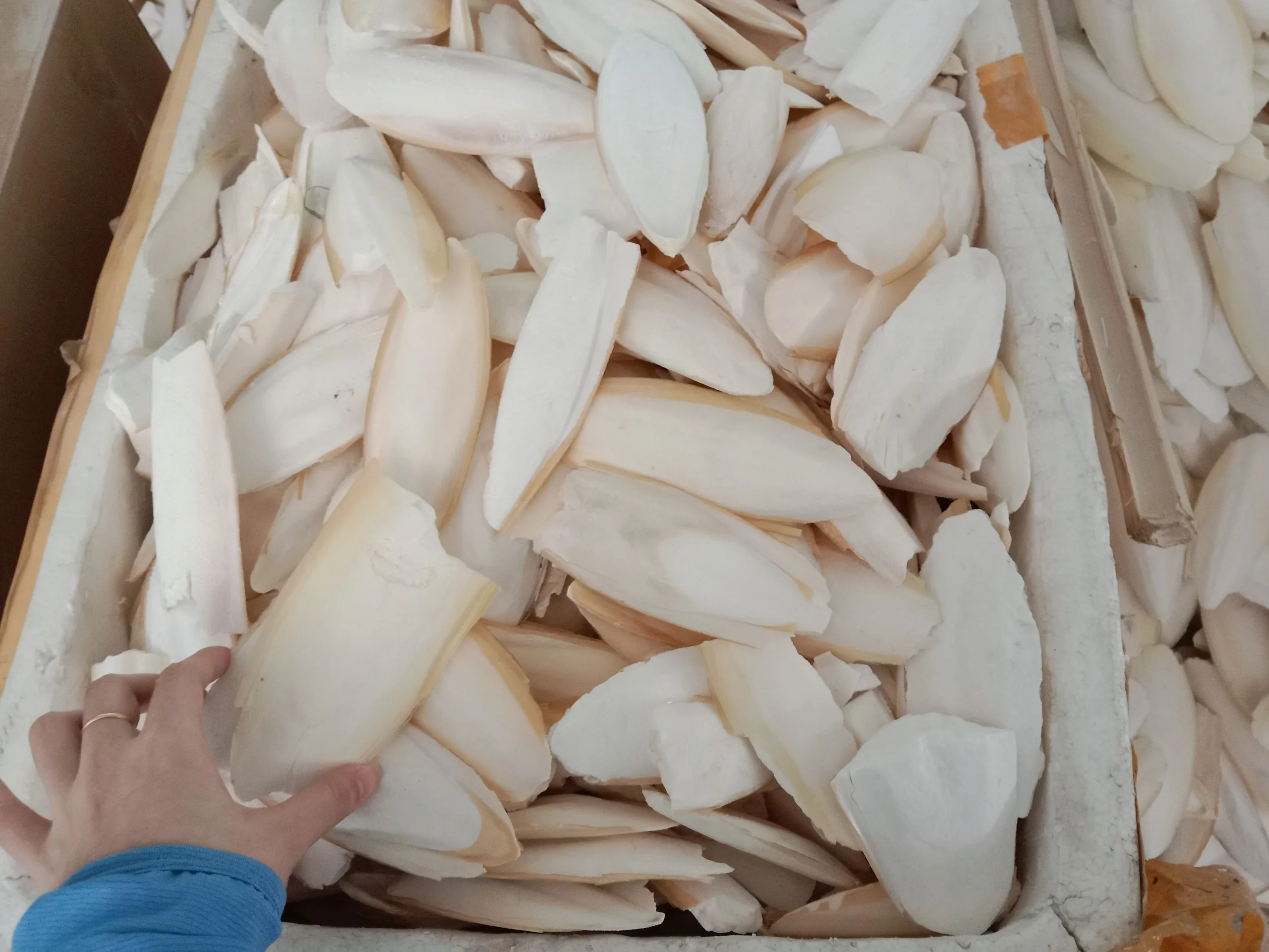 Unbleached Dried Cuttlefish Bone Mineral For Birds And Reptiles Bird Food Clean Trimmed Cuttlebone Vietnam Ossa Sepia