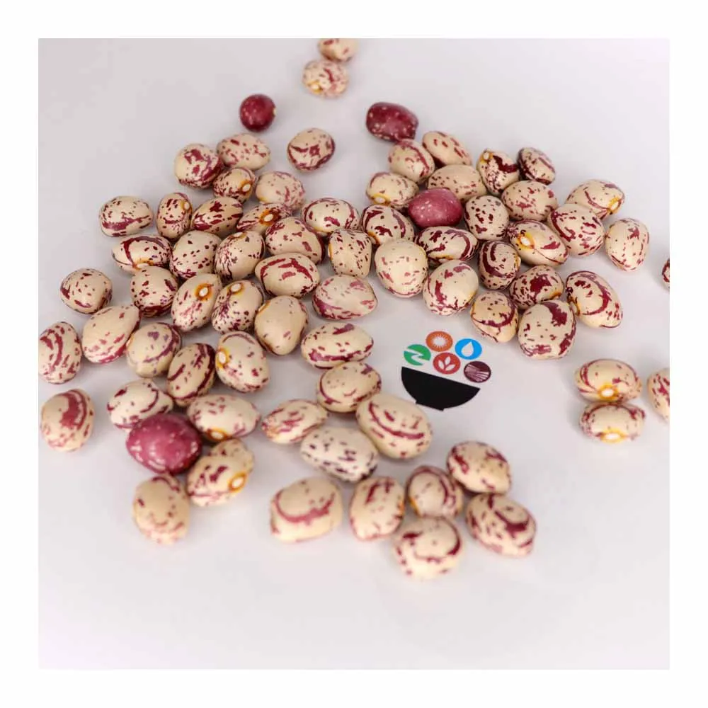 Long Shape Pinto Beans(LSKB)--2019 New Harves