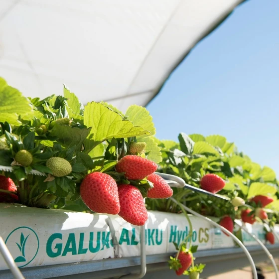 Пакет для выращивания Cocopeat, Гидропонные средства для выращивания Cocopeat для сельского хозяйства, cocopeat grow