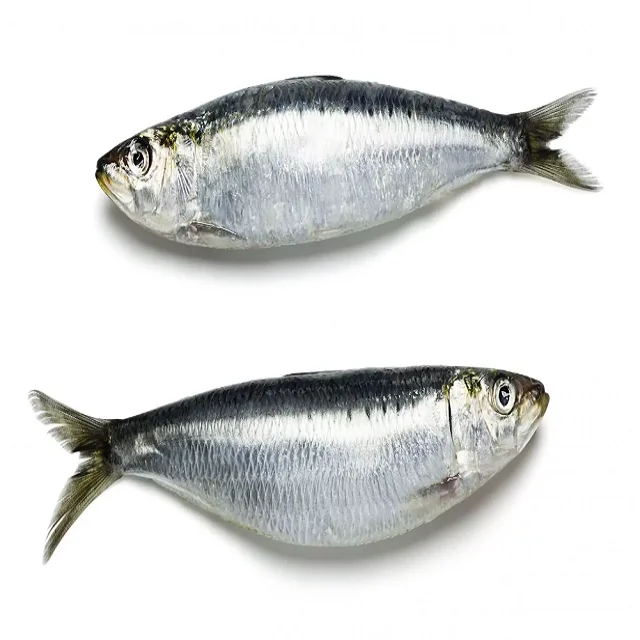 Online Buy / Order Top Quality Seafood Bqf Whole Round Sardine Fish With Best Quality Best Price Exports From Germany