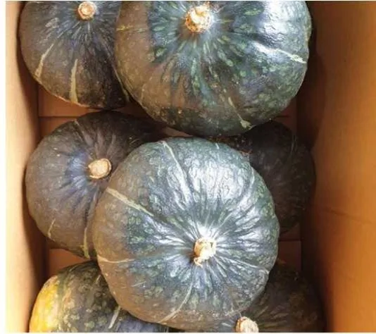 Натуральные свежие тыквы по прочной цене, питательные тыквы, лучшее качество, специальная оптовая цена