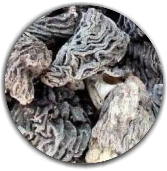 Dried Verpa bohemica First grade - best quality natural food.  Early morel or the wrinkled thimble-cap.