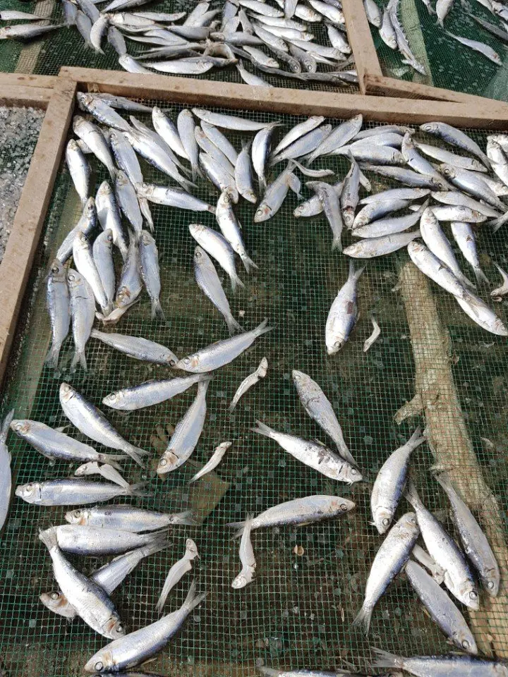 DRY FISH 100% NATURAL DRIED HERRING FISH FOR COOKING- WHOLESALE BEST PRICE DRIED HERRING FISH FROM VIETNAM