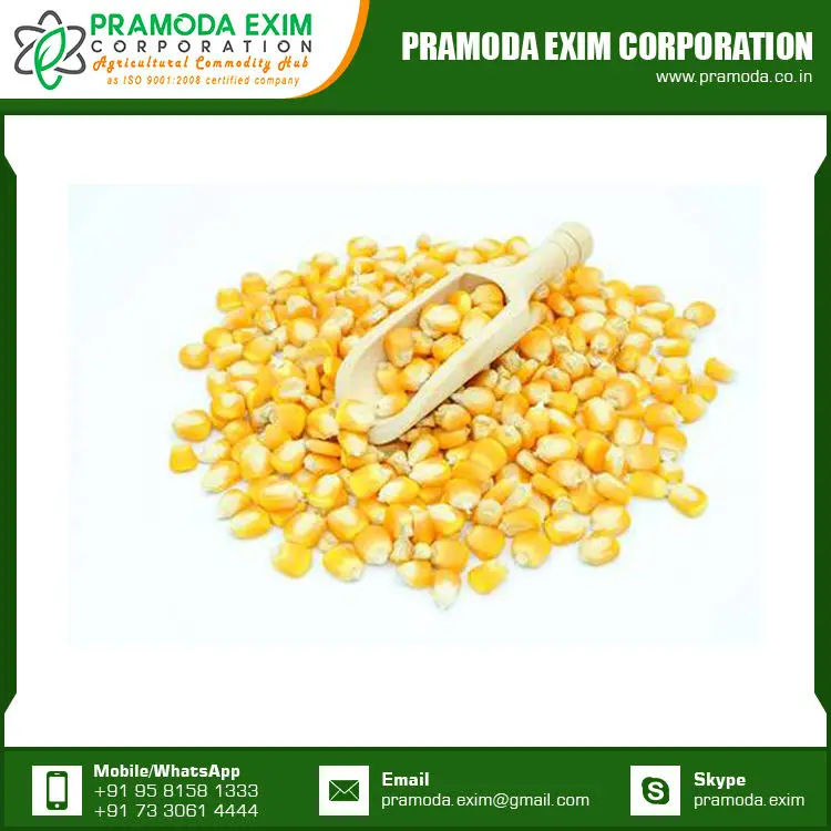 Wholesale Price Yellow Maize Corn Best Yellow Maize Corn for Animal Feed