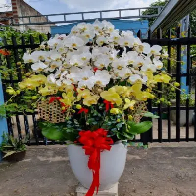 Orchid Phalaenopsis Seeds Reasonable Price Export For Home Fresh Flower Carton Outside Vietnam Manufacture