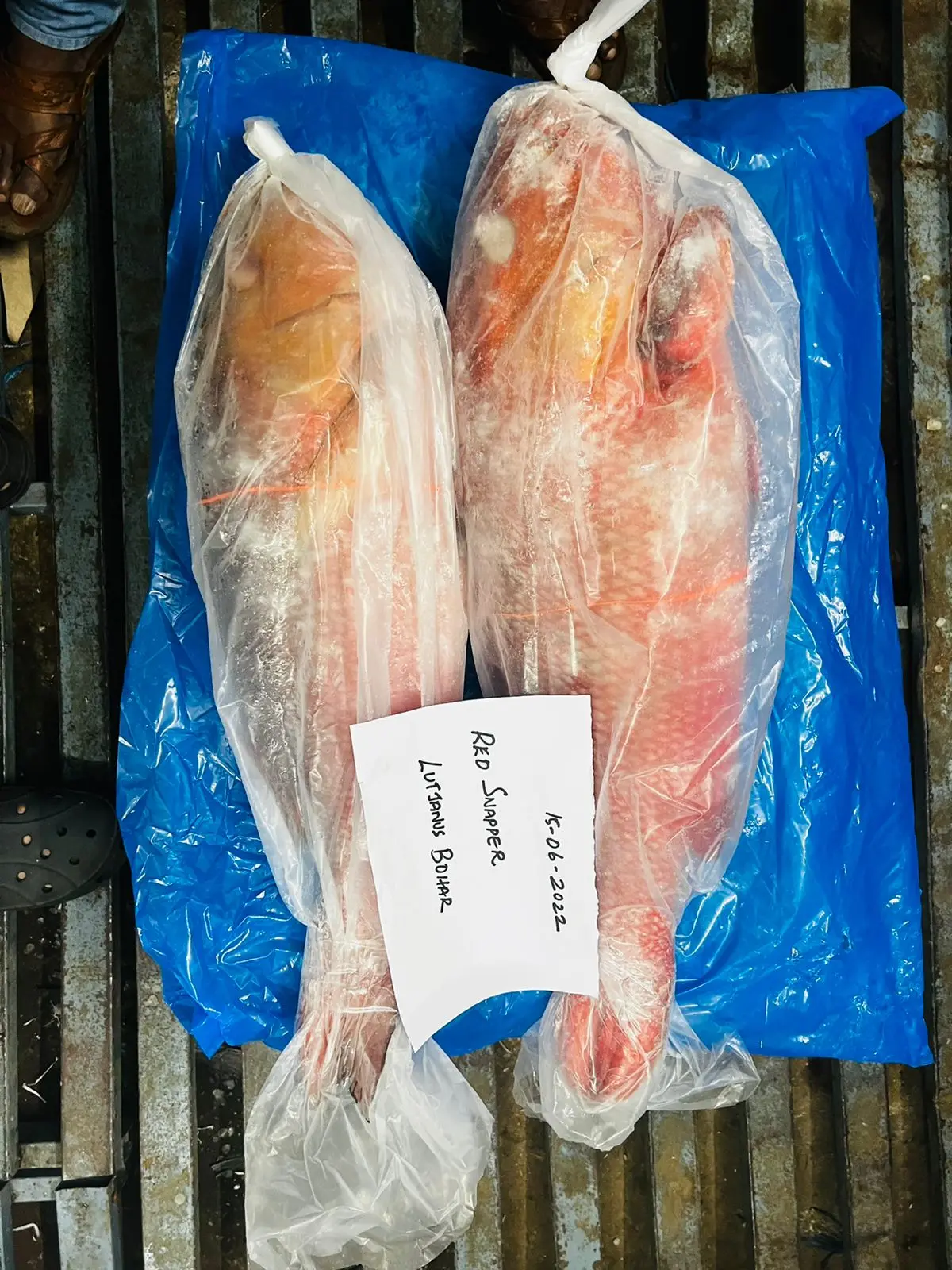 FROZEN RED SNAPPER FISH WHOLE