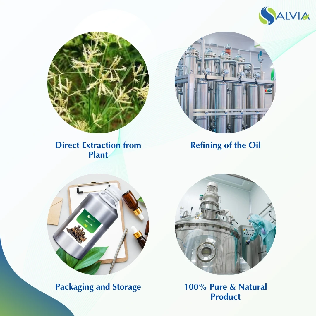100% масла Nagarmotha чистая и натуральная оптовая продажа упаковка по самой низкой цене
