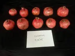 Fresh Pomegranate  natural worldwide  bulk supply