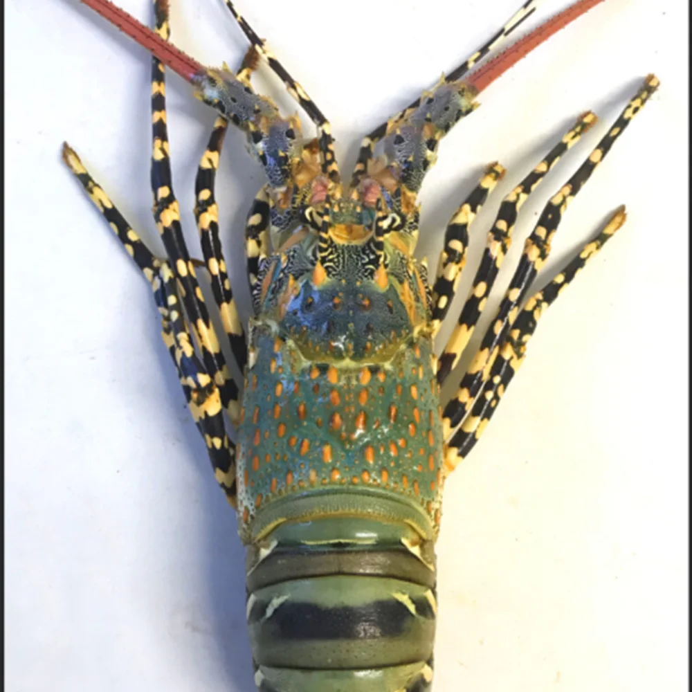 Доступная цена, натуральный спиннистый Лобстер/IQF Лобстер из Вьетнама