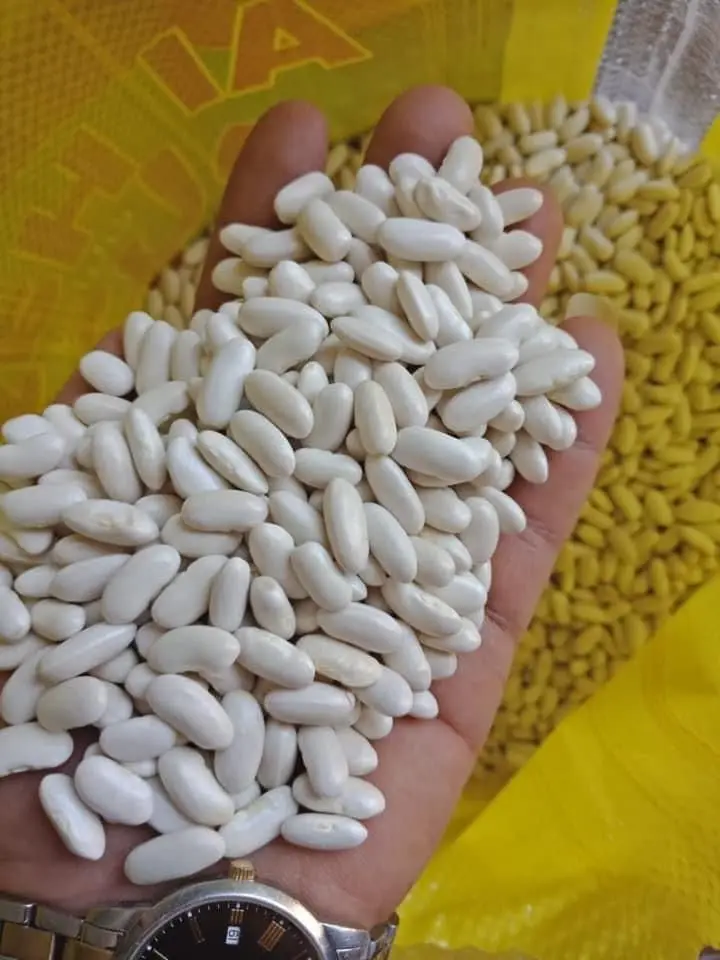white kidney beans at wholesale prices