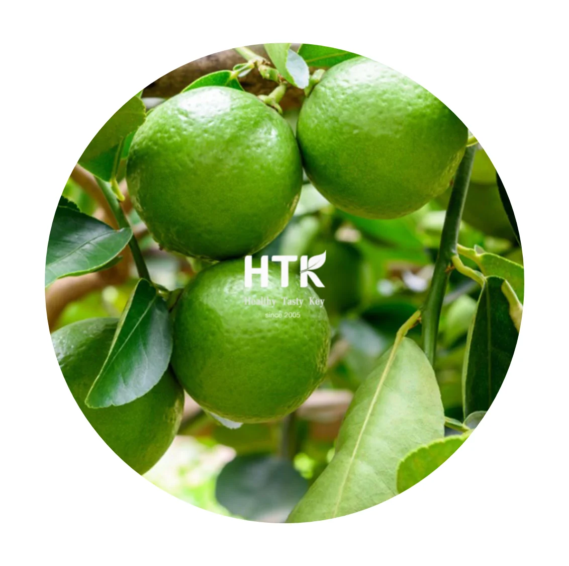 2022 Замороженный IQF зеленый лайм Лучшая цена сделано во Вьетнаме 100% натуральный от HTK FOODS для пищевых продуктов и