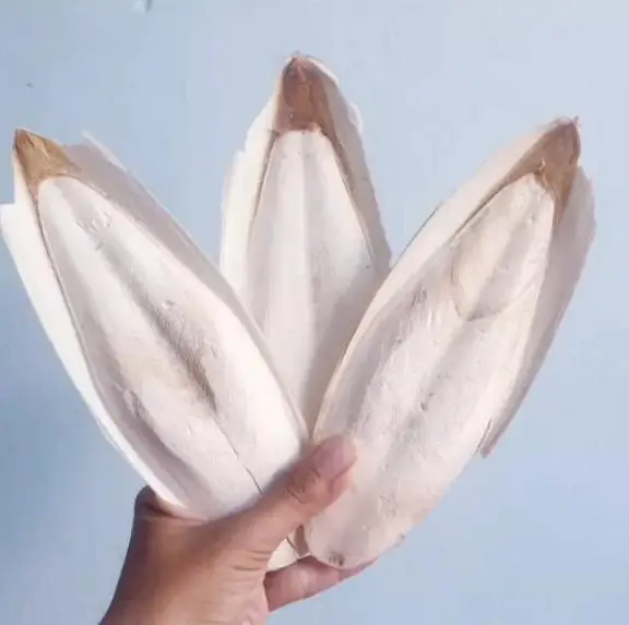 Цепота сепия косточка корм для рыб птиц особенности применения овальной формы органический домашних животных кости