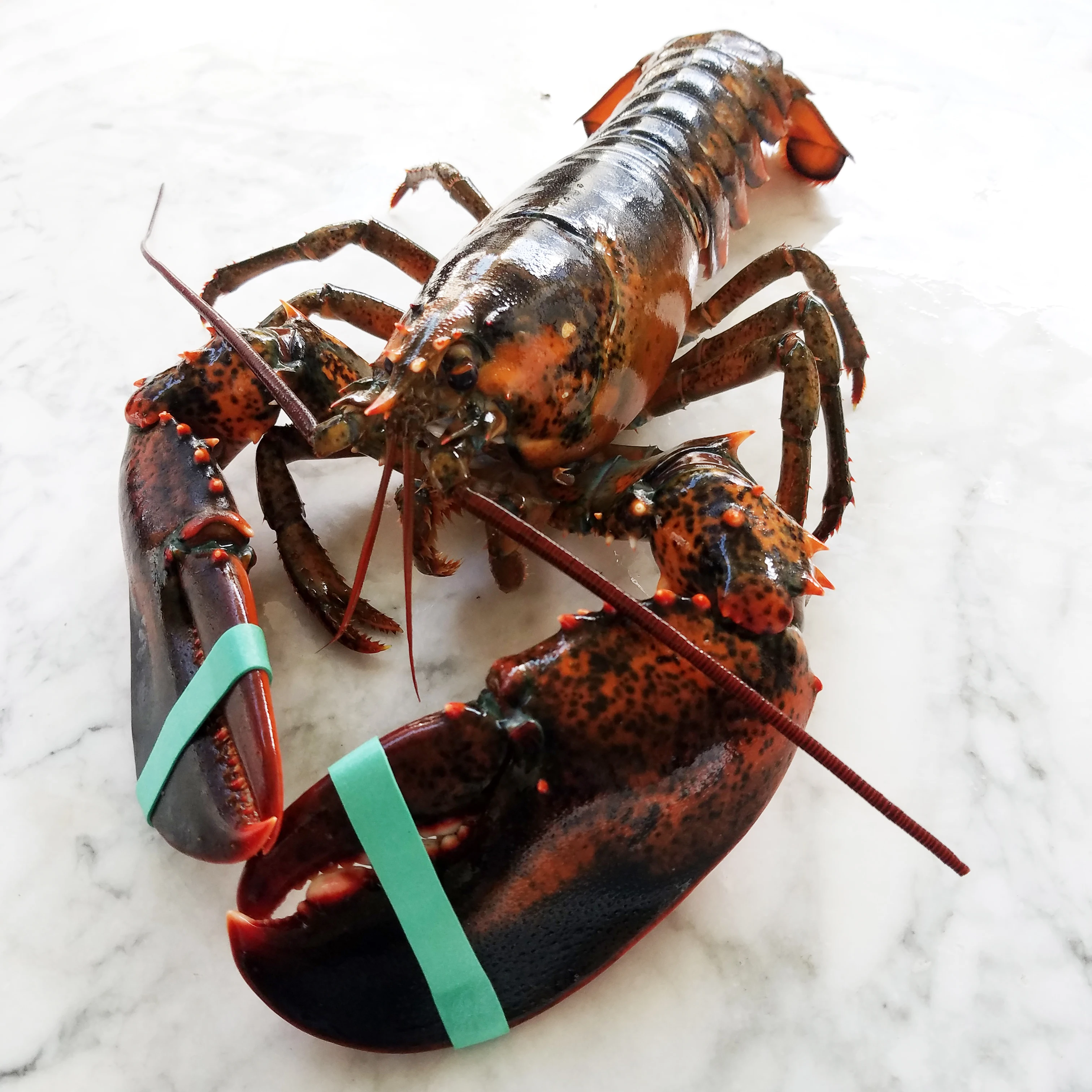 Wholesale European Blue Lobster For Sale