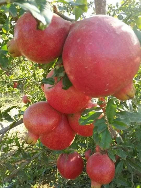fresh pomegranate