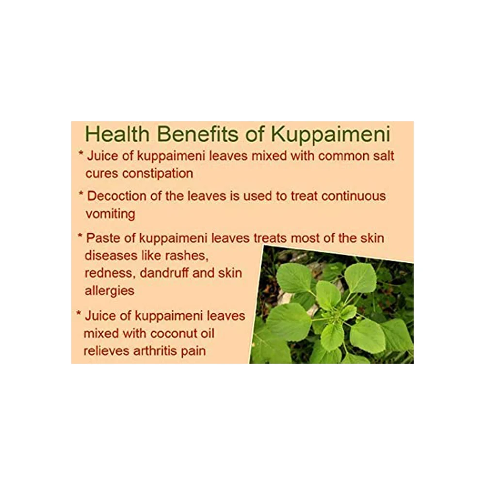 Ready To Export Kuppaimeni Powder Acalypha Indica Powder Buy At Wholesale Price