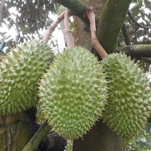 Vietnam Fresh Durian Type Monthong Ri6 Premium Quality Best Price