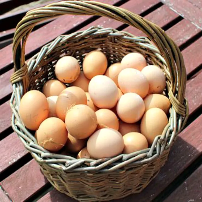 Best Quality Fresh Brown Table Chicken Eggs at Cheap Price World Wide Shipping Available