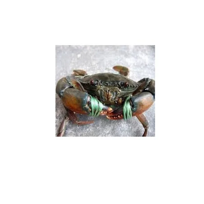 Premium grade certified cooked-frozen blue king crab clusters 3L size frozen seafood products for sale