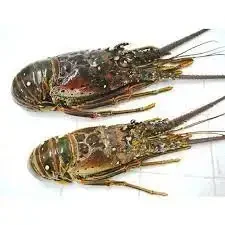 Seafood Fresh and Frozen Lobster, Frozen Lobster, Frozen Lobster Tails Fresh Lobsters For Sell