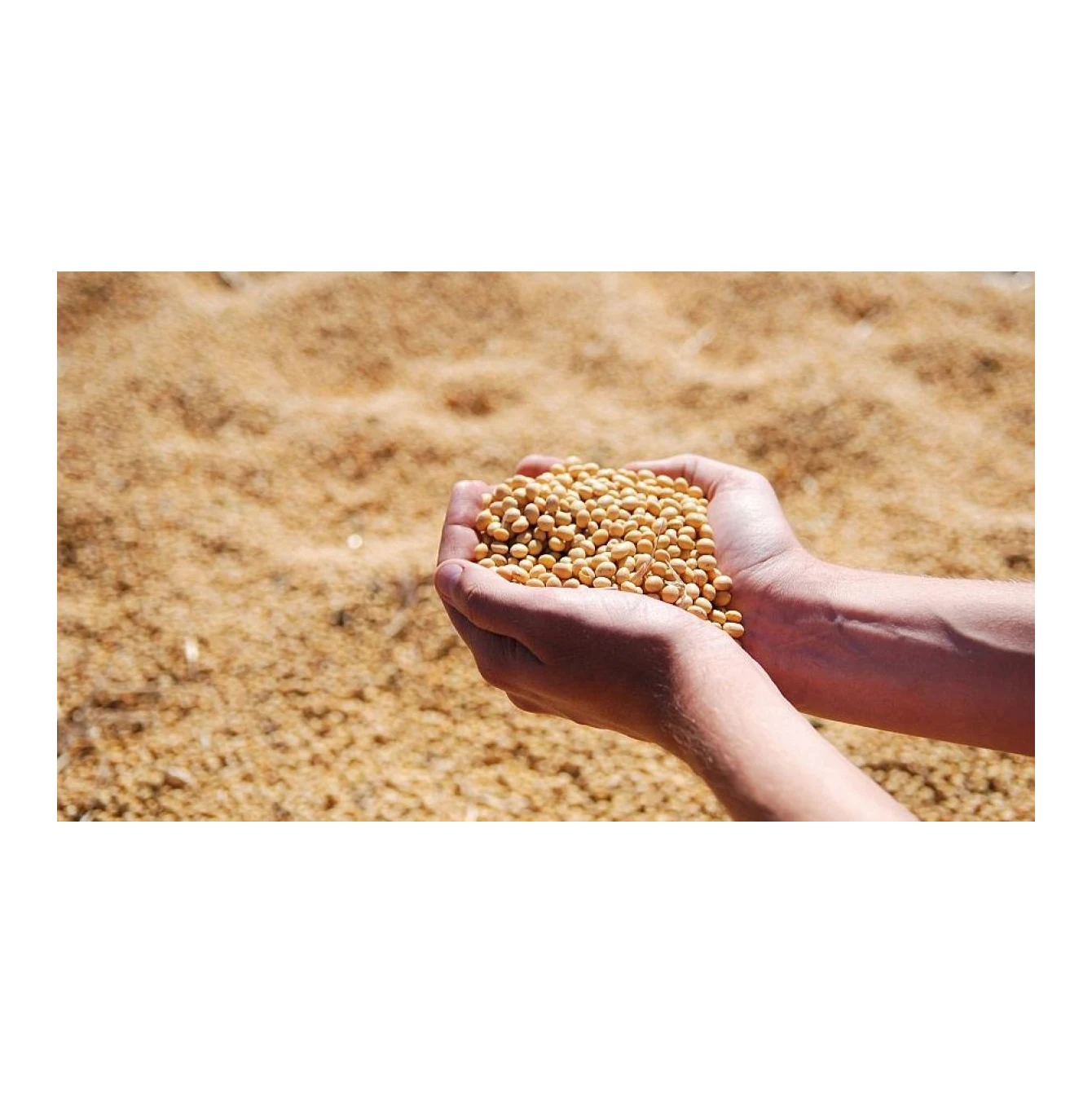 Chicken Pig Protein Food Prices High End Animal Feed Grade Soybean Meal For Animal Feed For Sale
