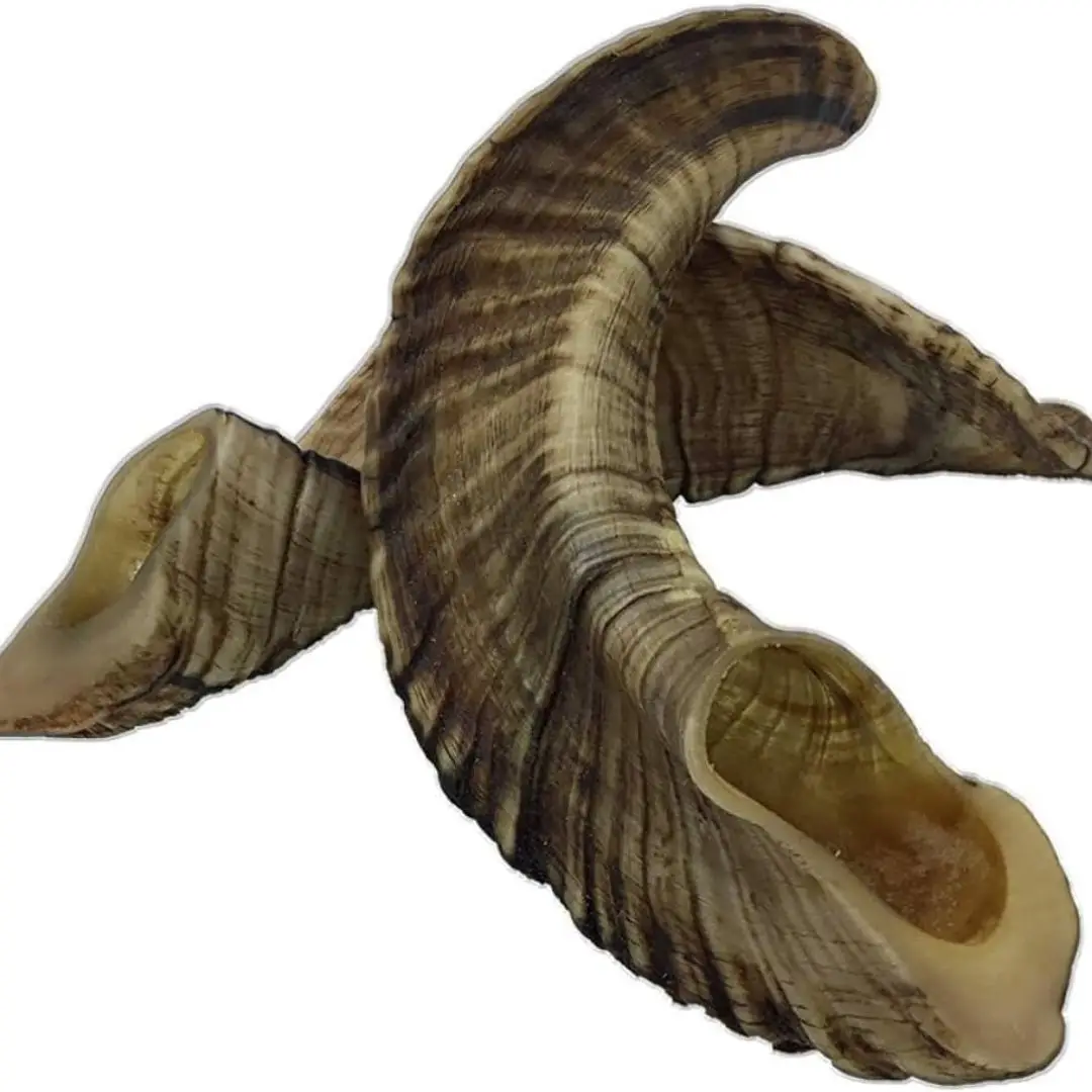 Natural  Dog Dry Food Sheep Horn Chew For Dog Available At Wholesale Price From India